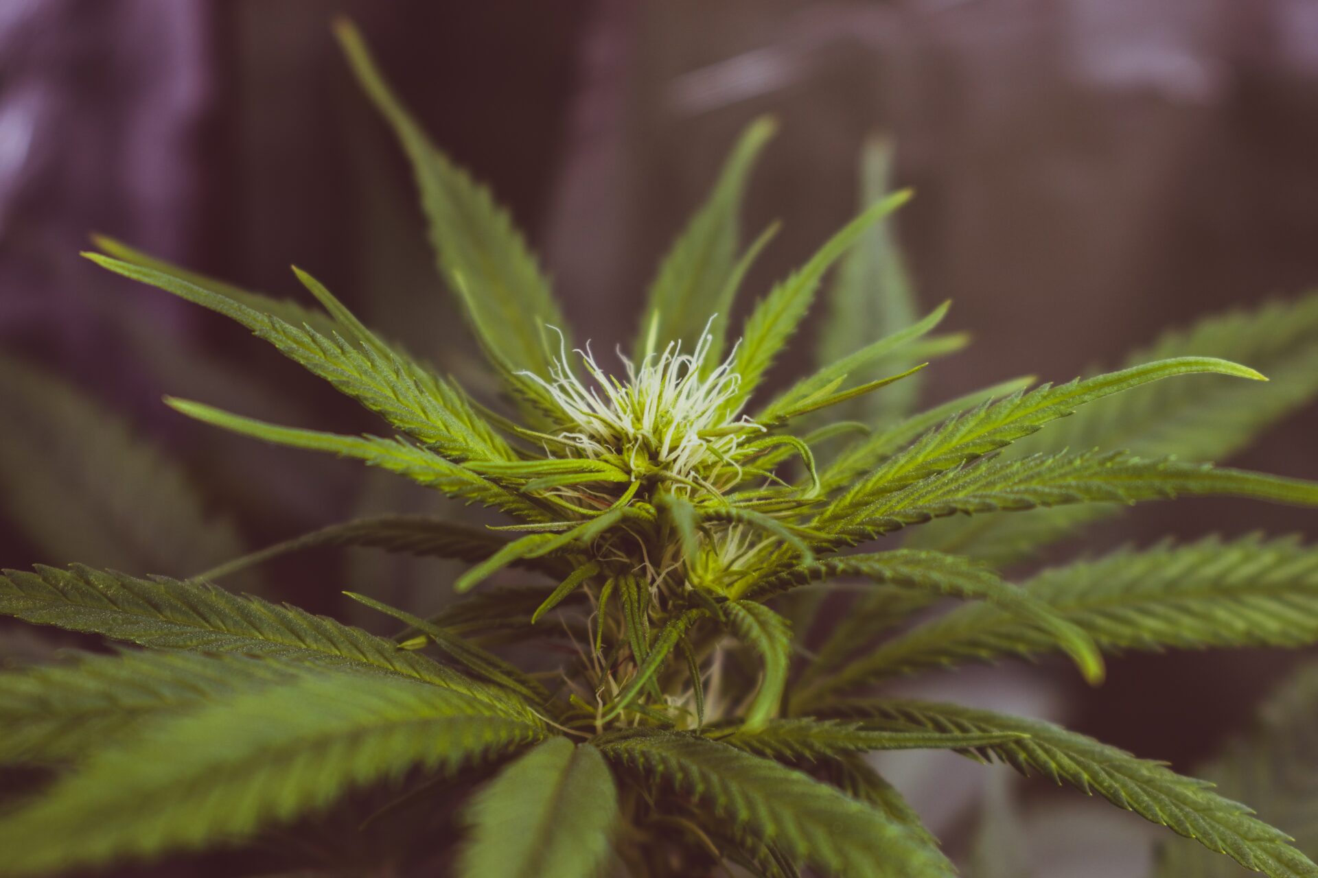 Cannabis – Legalisierung